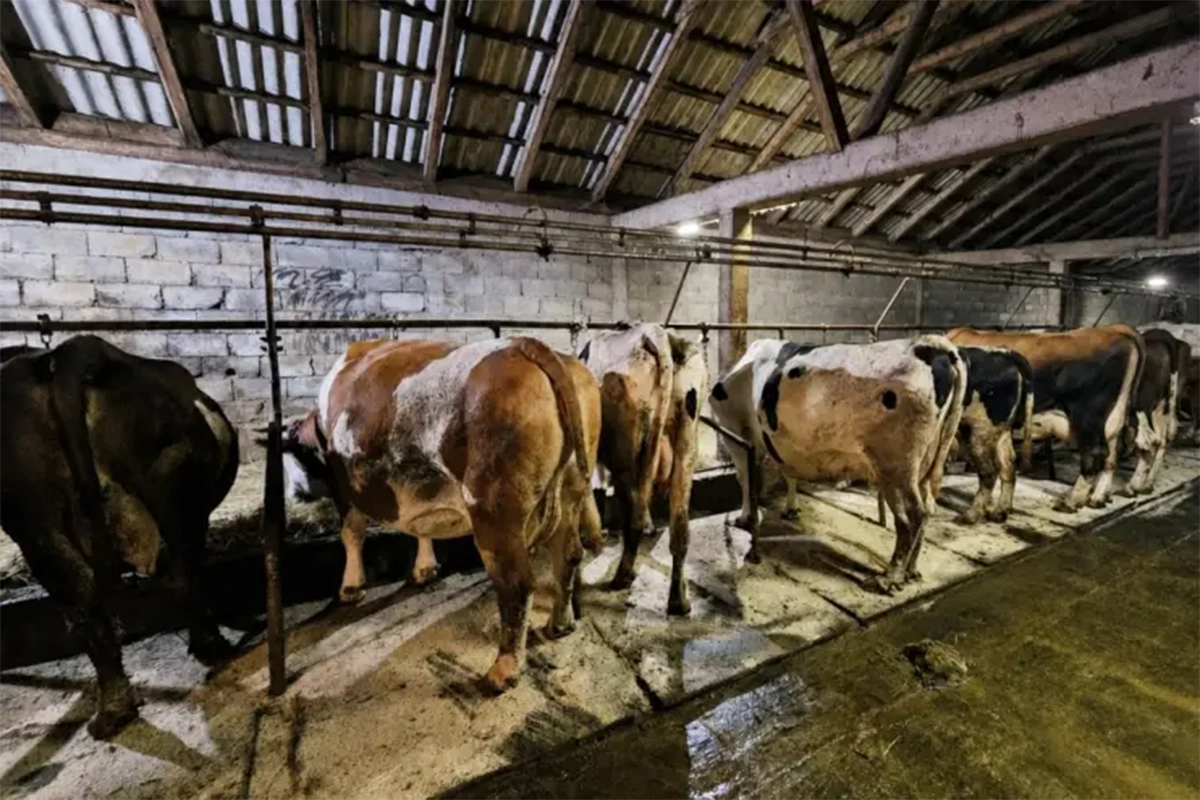 Gasi se još jedna farma u BiH: Domaćin prodaje sve krave