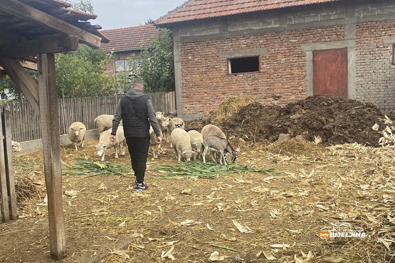 Profesor fizičkog iz Popova pretvorio hobi u posao: Ovce 
