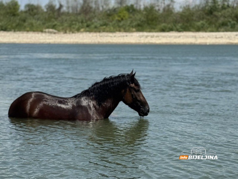 Spas od vrućine: Bijeljinac u Drini rashladio i sebe i konja (FOTO, VIDEO)