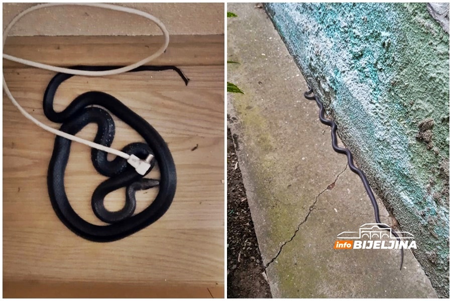 „NISAM SMJELA PRESPAVATI U KUĆI“ Bijeljinka ISPOD KREVETA pronašla ZMIJU dugačku metar (FOTO)