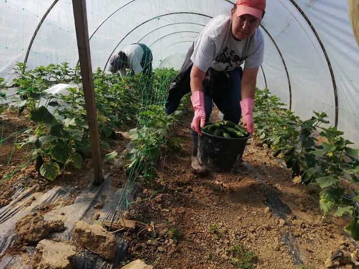 POSKUPLJENJA repromaterijala i NELOJALNA konkurencija ugrožavaju domaće povrtare