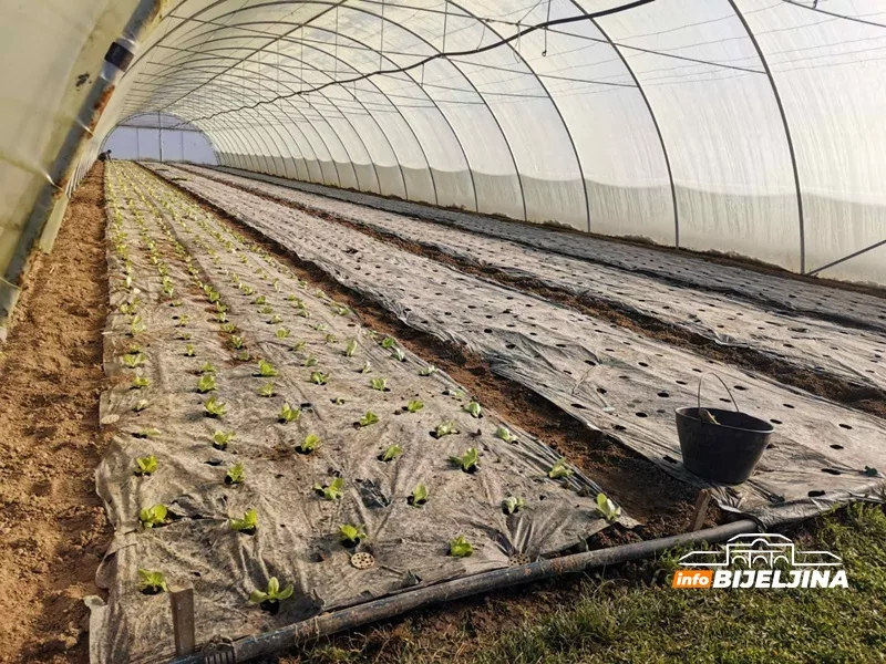 Najlakša kultura za plastenik: Potrebno malo vode i sunca