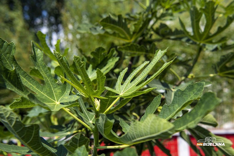 Zbog čega su naši preci govorili da ne treba saditi smokvu blizu kuće? Postoji jedan važan razlog
