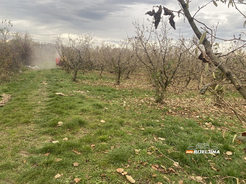 Bijeljinski proizvođači lješnjaka izgubili na rodu, dobili na cijeni: Kako je stanje u Turskoj spasilo voćare u Semberiji? /FOTO/