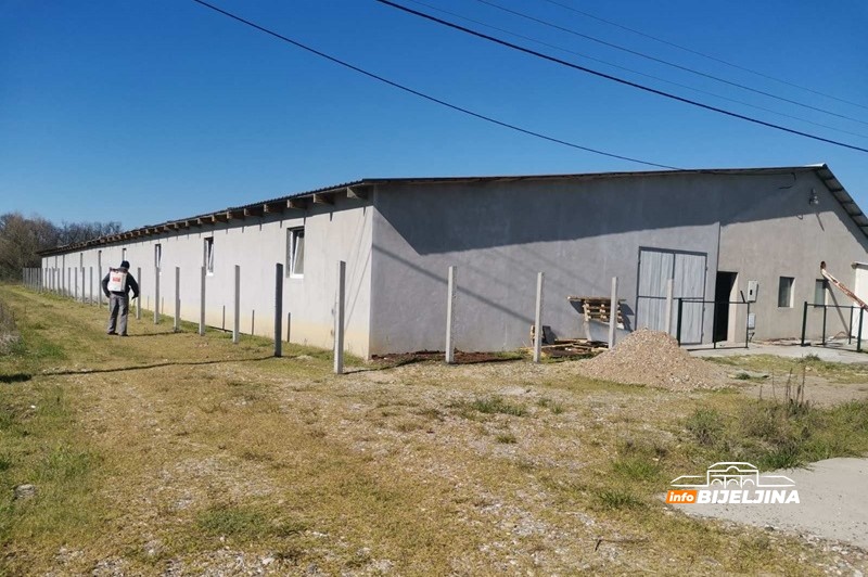 Semberija: Šta se mora odraditi prije useljavanja farmi na kojima je bila potvrđena afrička kuga?