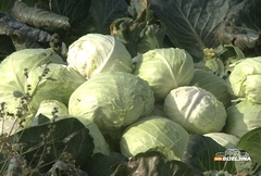 Ovo su 3 pravila kako da vam se KISELI KUPUS NE POKVARI