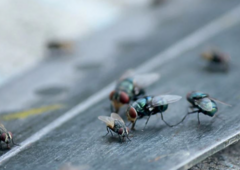 Kako otjerati muve jednostavnim trikovima