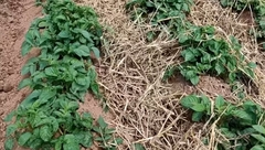 KROMPIR STRADAO, ŠLJIVA DESETKOVANA: Niske temperature ostavile štetu na usjevima i u voćnjacima u Srpskoj