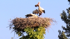 Tužna priča iz Bok Jankovca kod Gradiške: Rode se nisu vratile, kao da znaju da su njihovi domaćini bolesni (FOTO)