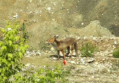 Neobičan prizor: Lisica uočena u centru Banjaluke