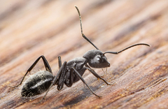 Mravi po mirisu mogu detektovati kancerogene ćelije kod ljudi