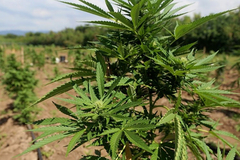 Muškarac iz Bajine Bašte uhvaćen u zalijevanju marihuane kod Bratunca