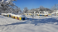 Bijeljina: Pčelarsko domaćinstvo Lukić – porodična priča o ljubavi prema prirodi i životu