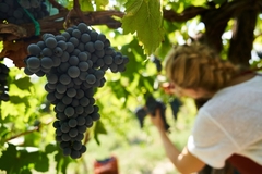 Vinogradari najavljuju rekordnu godinu: Berba grožđa u Srpskoj kreće uskoro, kvalitet izuzetan