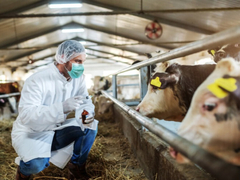 Mljekari iz Srpske apeluju na zabranu uvoza živih životinja: Strah od širenja zaraze slinavke i šapa