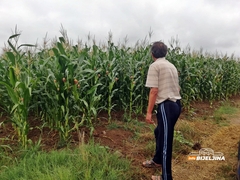 Semberski poljoprivrednici gledaju u nebo: Zbog suše šteta na kukuruzu do 70 odsto (FOTO)