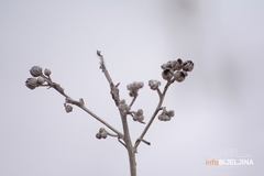 Jokić: Voćari da budu oprezni zbog najavljenog mraza