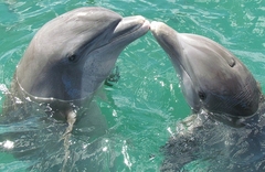 Delfini imaju osobine slične ljudskim, radoznali su i društveni