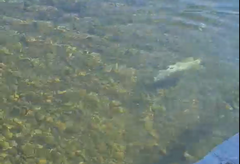 Uginule ribe plutaju Drinom prema Bijeljini: Traži se utvrđivanje ko je odgovoran za ekološku katastrofu