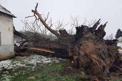 Srušio se hrast koji je bio pod zaštitom države