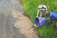 Bijeljina: Šaranom poribljen kanal Dašnica 