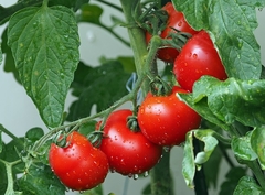 Sedam biljaka koje ne treba da sadimo pored paradajza: Sušiće se i mogu da mu donesu bolest