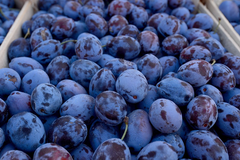 Nikad ranija berba voća