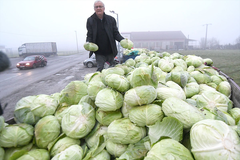 Ogorčeni ratar podijelio 10 tona kupusa: “Plače mi se od muke”
