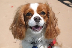 Pas naručio porno kanal na TV-u