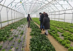 Isplatilo se pomučiti se: Prispjelo organsko povrće iz semberskih plastenika