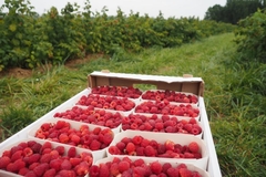 Berba počela ranije nego inače: Cijena maline u Srpskoj će još rasti