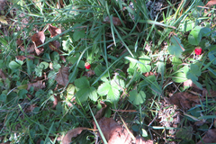 Vjerovali ili ne: Šumske jagode rodile u oktobru