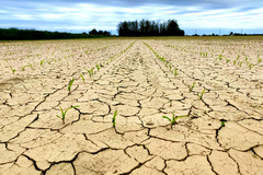 Pašalić: Suša će znatno uticati na usjeve