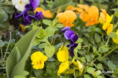 PROLJEĆE U VRTU Mlijeko može poslužiti kao hrana za biljke