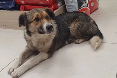 Suspendovan vozač koji je usmrtio psa tokom protesta u Novom Sadu