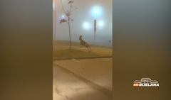 Srna IZNENADILA vozače: PROTRČALA kroz Bijeljinu (VIDEO)