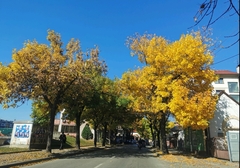 Sutra ZABRANA SAOBRAĆAJA u Ulici Miloša Obilića