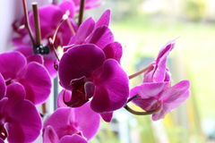 Zašto bi svako domaćinstvo trebalo da ima orhideju?