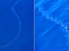 Misteriozna pojava kod Drvenika: Institut otkrio šta su prozirna bića koja su preplavila more /VIDEO/