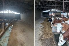 „Drugog izlaza nije bilo“: Braća iz Gradiške prodala svu stoku i ugasila farmu