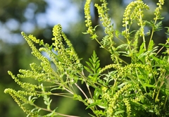 Ministarstvo poljoprivrede RS: Blagovremeno uklonite ambroziju sa svojih parcela