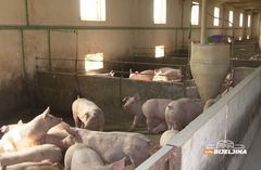 Afrička kuga svinja širi se Hrvatskom: Novi slučajevi kod divljih svinja u Osječko-baranjskoj županiji