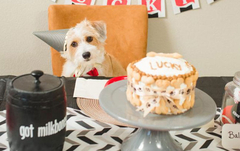 Novi trend u Novom Sadu, žurke za rođendane kućnih ljubimaca sve češće