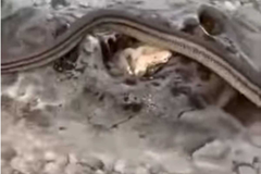 Šokantan snimak sa Jadrana: Htio da snimi delfine, u kadar mu upala džinovska zmija (VIDEO)
