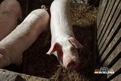 Više cijene, nova pravila: Živa vaga prasića i jagnjića DRASTIČNO POSKUPJELA