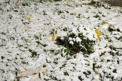 PAD TEMPERATURE Sutra snijeg i kiša