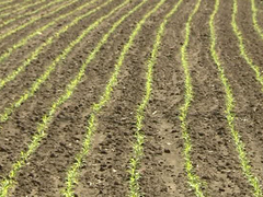 Vremenske prilike pogoduju ozimim kulturama