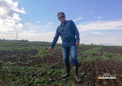 Agronom zasadio 433 stabla oraha u Semberiji: Ulaganje u budućnost koje će se isplatiti (FOTO)