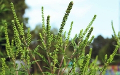 Alergija na ambroziju može da postane prošlost zahvaljujući jednom insektu