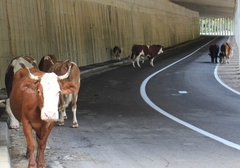 Životinje ugrožavaju živote putnika u Srpskoj, svi "peru ruke" od odgovornosti